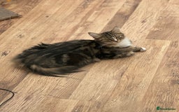 Maine Coon cats for sale: Female  shadow  - Image 5