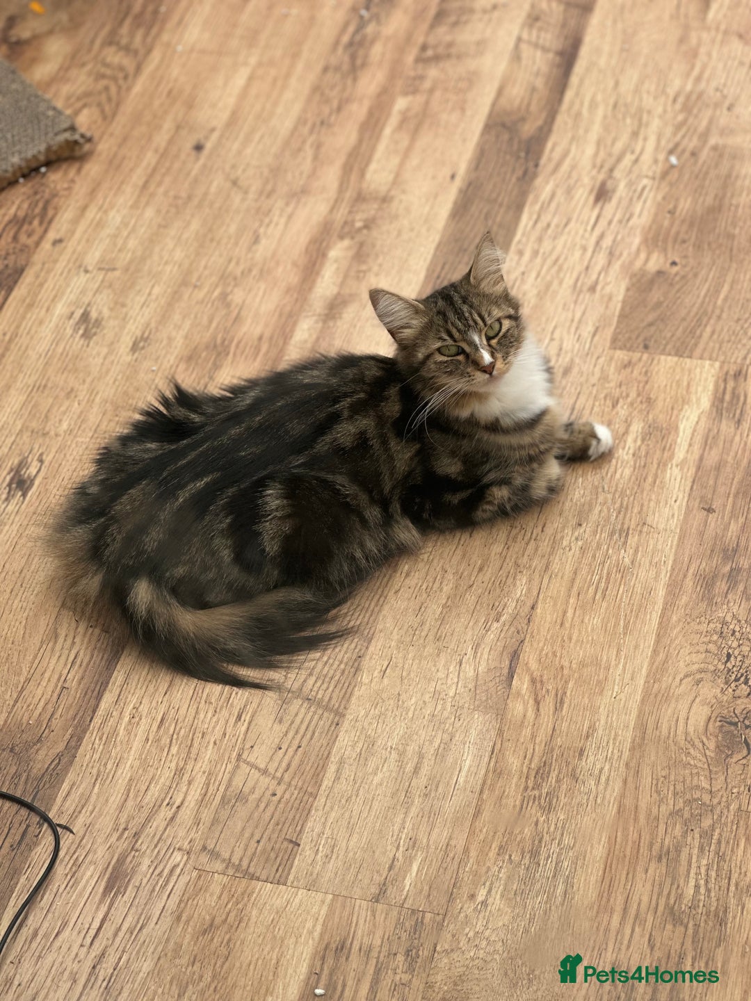 Maine Coon cats for sale: Female  shadow  - Image 5