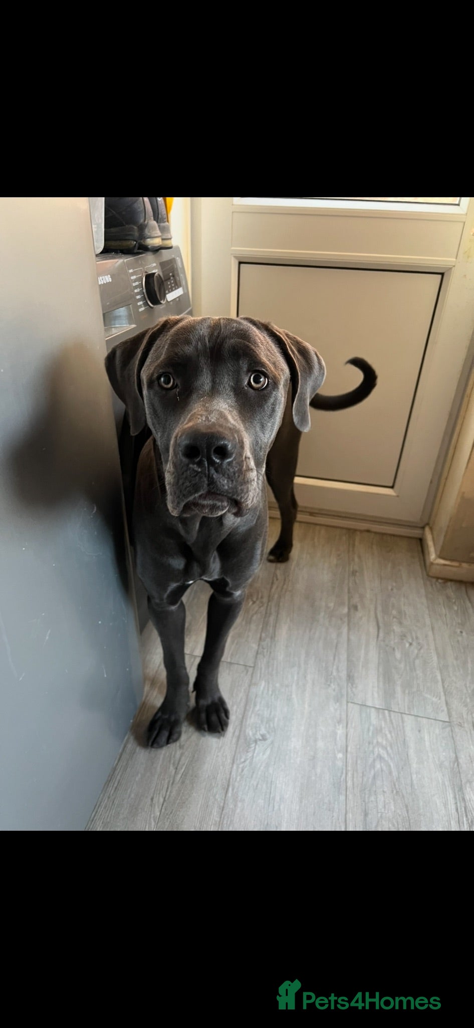 Cane Corso dogs Cane corso puppies  - Advert 2