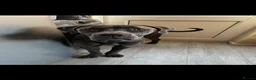 Cane Corso dogs for sale: Cane corso puppies  in Llandrindod Wells - Advert 1