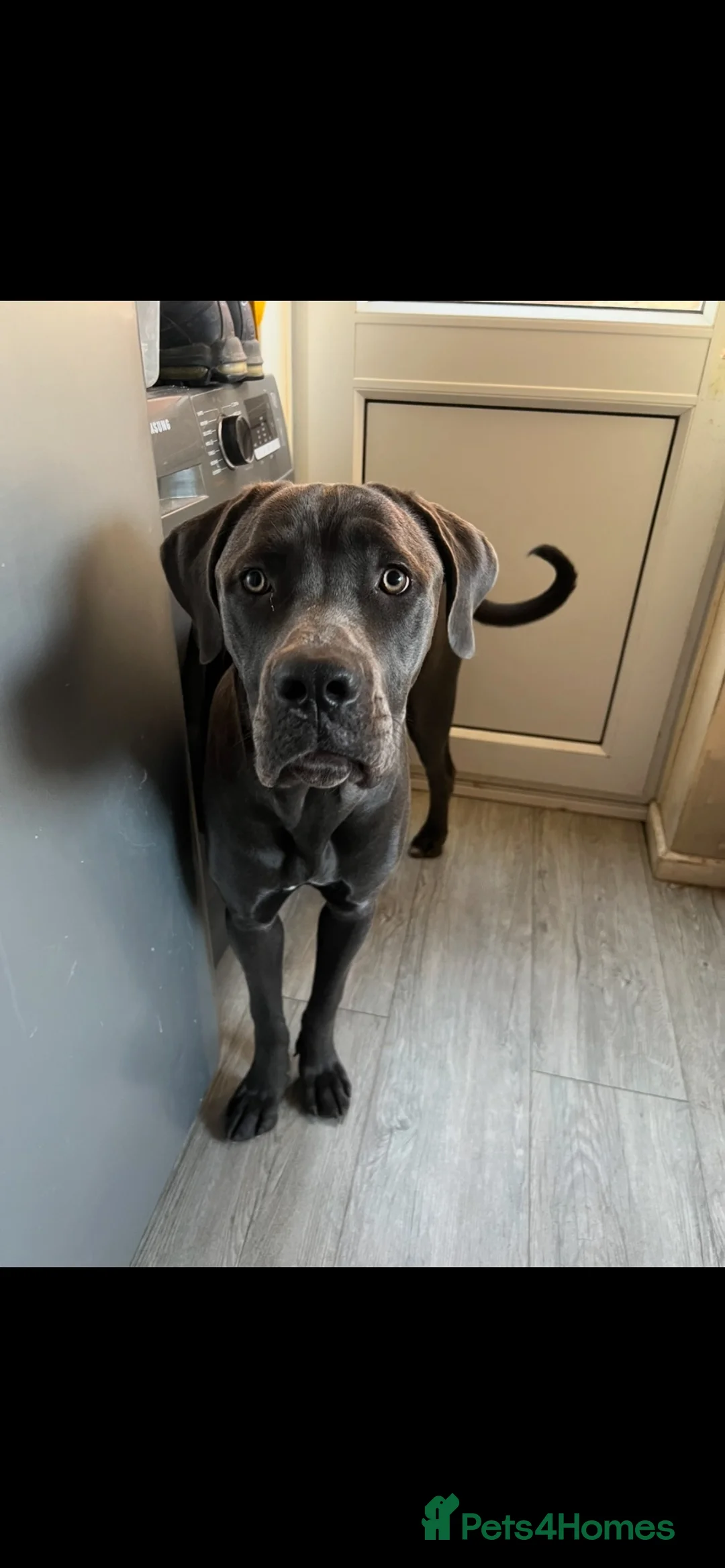 Cane Corso dogs for sale: Cane corso puppies  in Llandrindod Wells - Advert 1