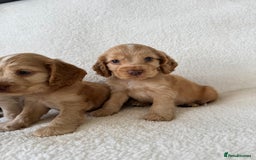 Cocker Spaniel dogs for sale: Show cockers kc registered simbawood lines - Image 15