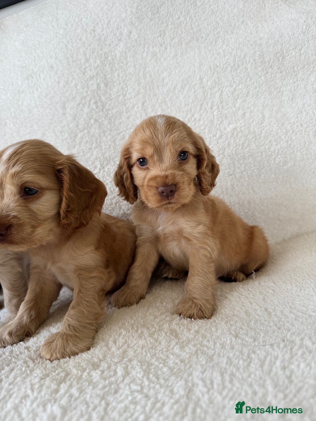 Cocker Spaniel dogs for sale: Show cockers kc registered simbawood lines - Image 15