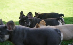 French Bulldog dogs for sale: Exceptional KC Fluffy French Bulldog Puppies - Image 26