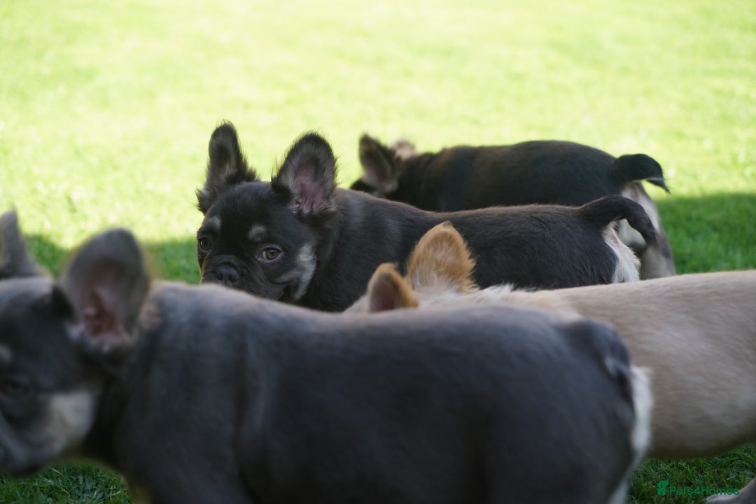 French Bulldog dogs for sale: Exceptional KC Fluffy French Bulldog Puppies - Image 26