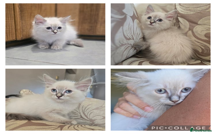 Ragdoll cats - Advert 13