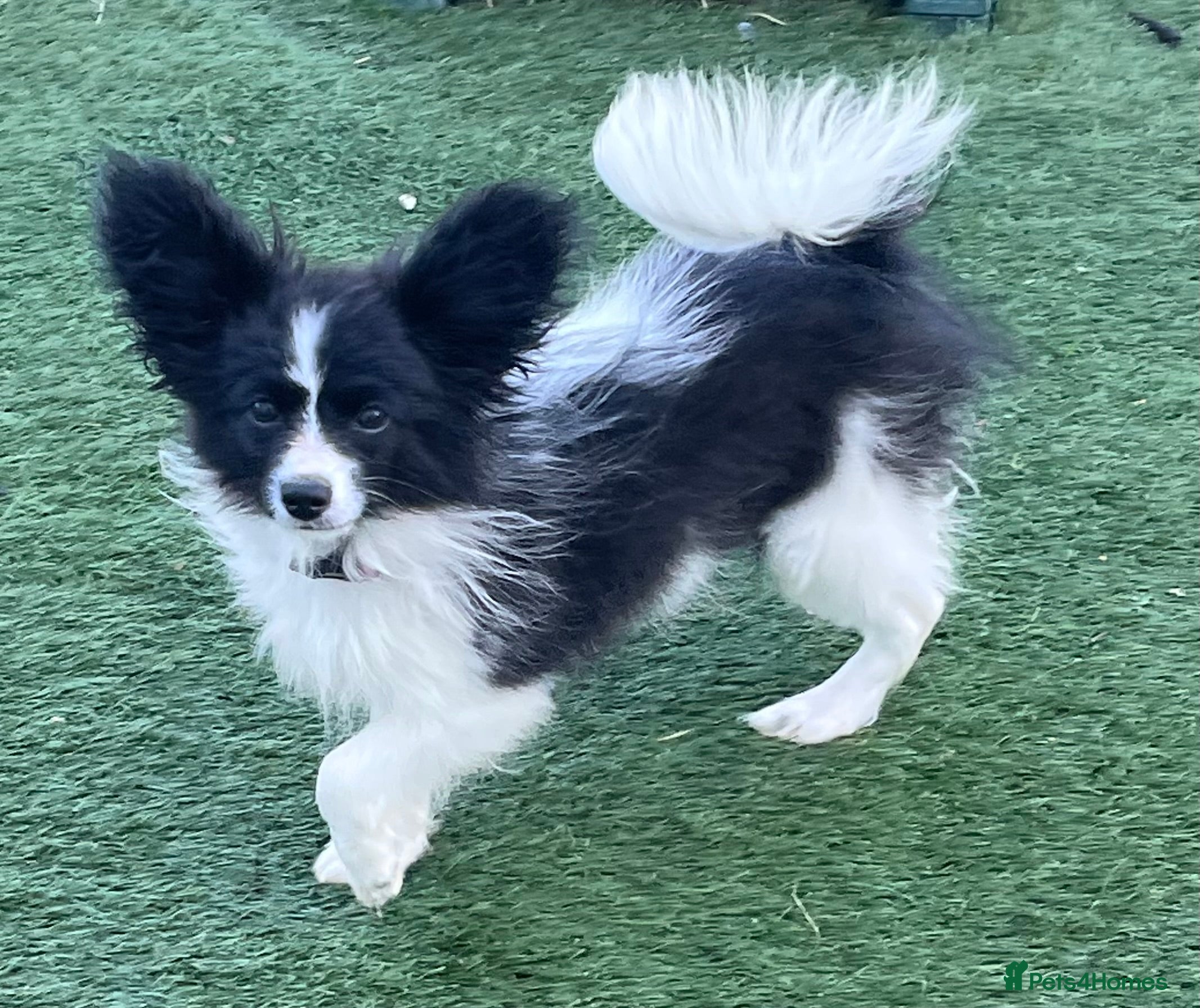 Papillon dogs Big and Beautiful  - Advert 8