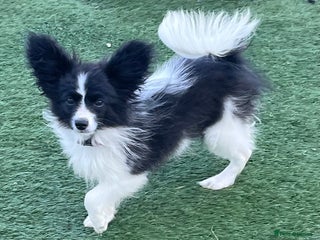 Papillon dogs Big and Beautiful - Advert 2