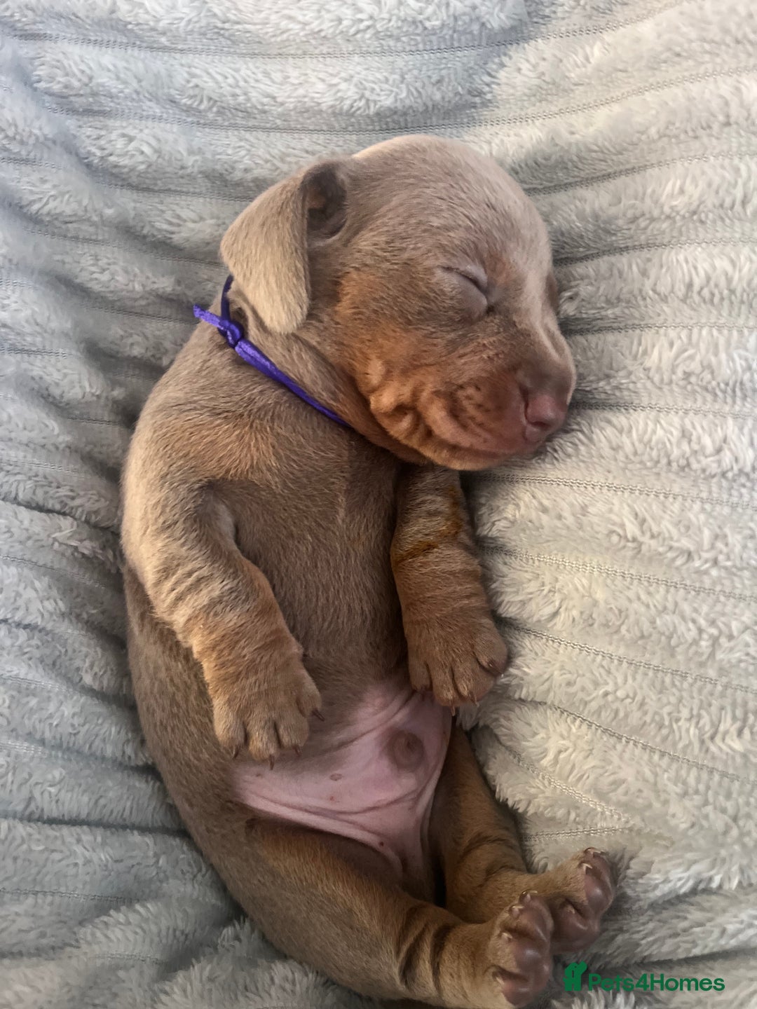 Miniature Dachshund dogs for sale: 🖤🐶Beautiful Miniature Dachshund Puppies🖤🐶!! - Image 2