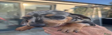 Miniature Dachshund 3