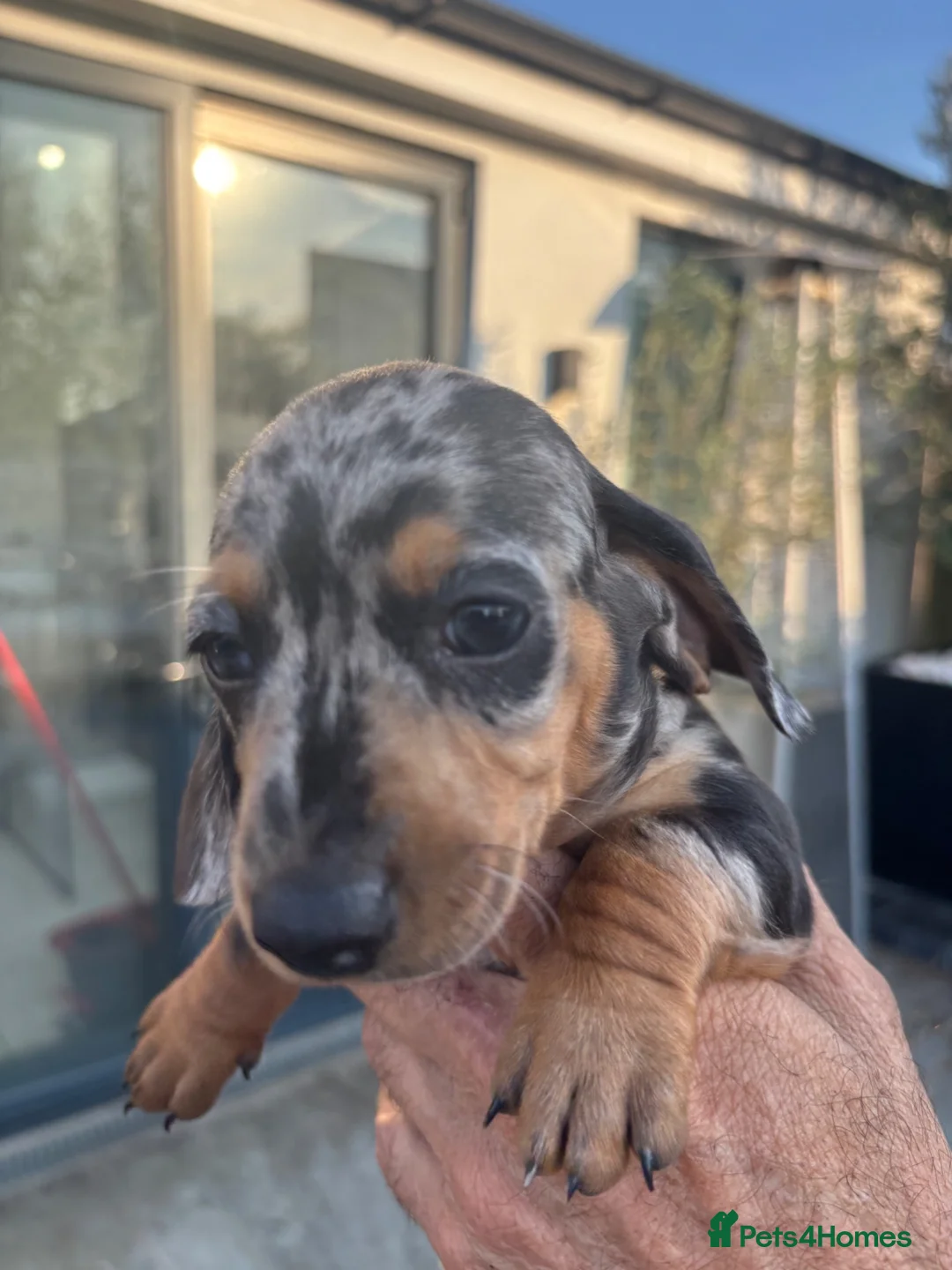 Miniature Dachshund dogs for sale: Blue, blue dapple and black and silver dapple mini - Advert 2