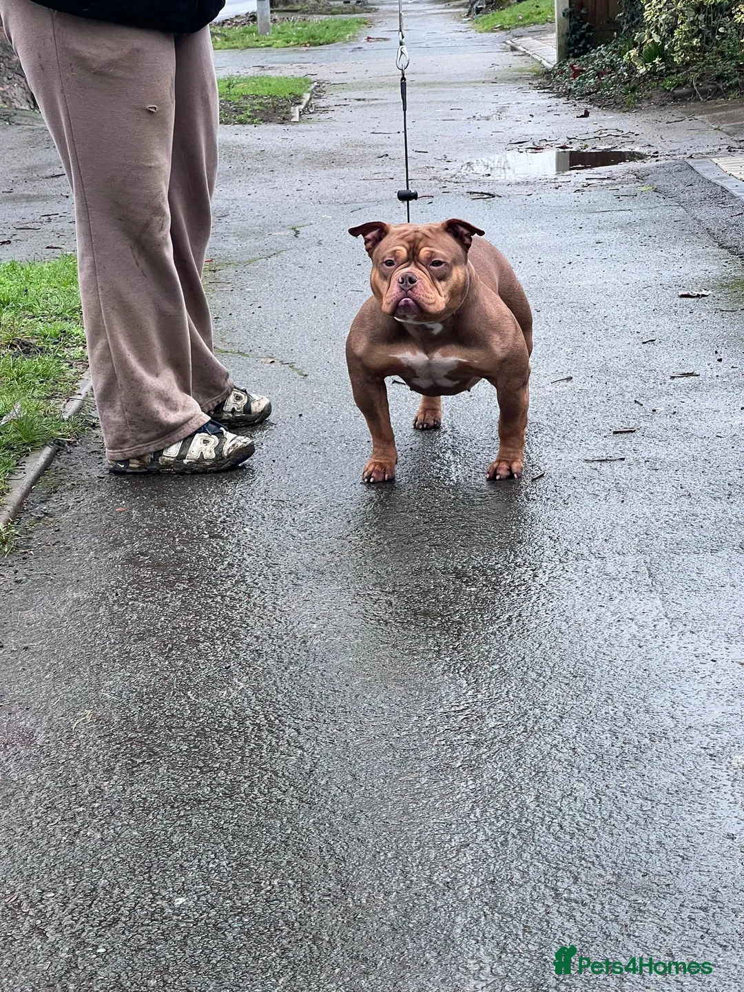 American Bully dogs for sale: Chocolate tri female  - Advert 2