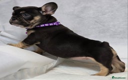 French Bulldog dogs for sale: TOP QUALITY KC REG FRENCHIES AVAILABLE  - Image 27