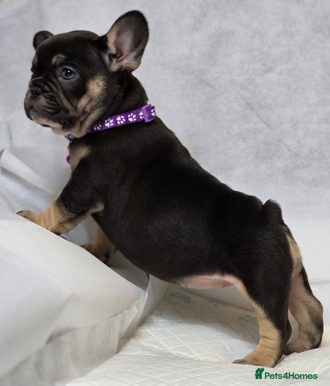 French Bulldog dogs for sale: TOP QUALITY KC REG FRENCHIES AVAILABLE  - Image 27