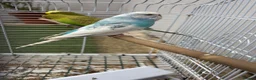 Budgerigars birds for sale: 3 budgies  in Bradford - Advert 5