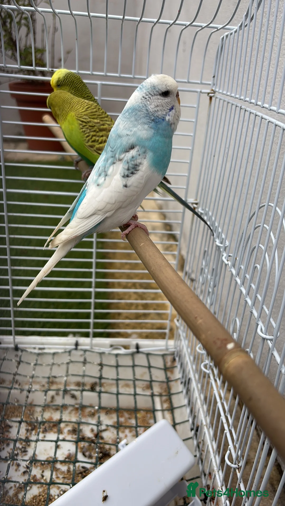Budgerigars birds for sale: 3 budgies  in Bradford - Advert 5
