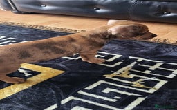 Dachshund dogs for sale: Mini dachshund puppy for sale! - Advert 9