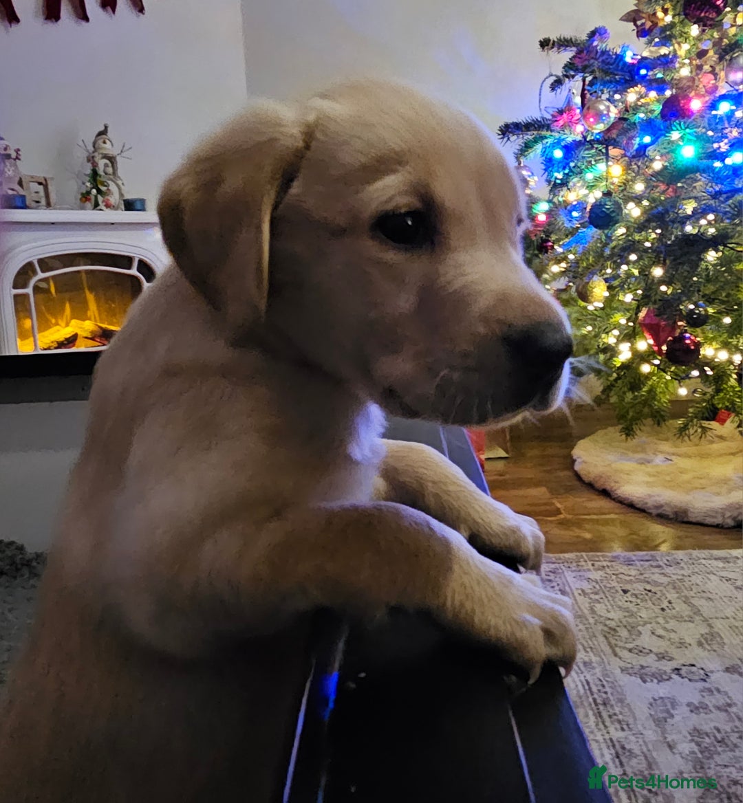 Labrador Retriever dogs for sale: 🐾 Labrador Puppies – Ready Early January 🐾 - Advert 16
