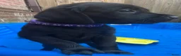 Labrador Retriever dogs for sale: Labrador Retriever KC puppies - Advert 17