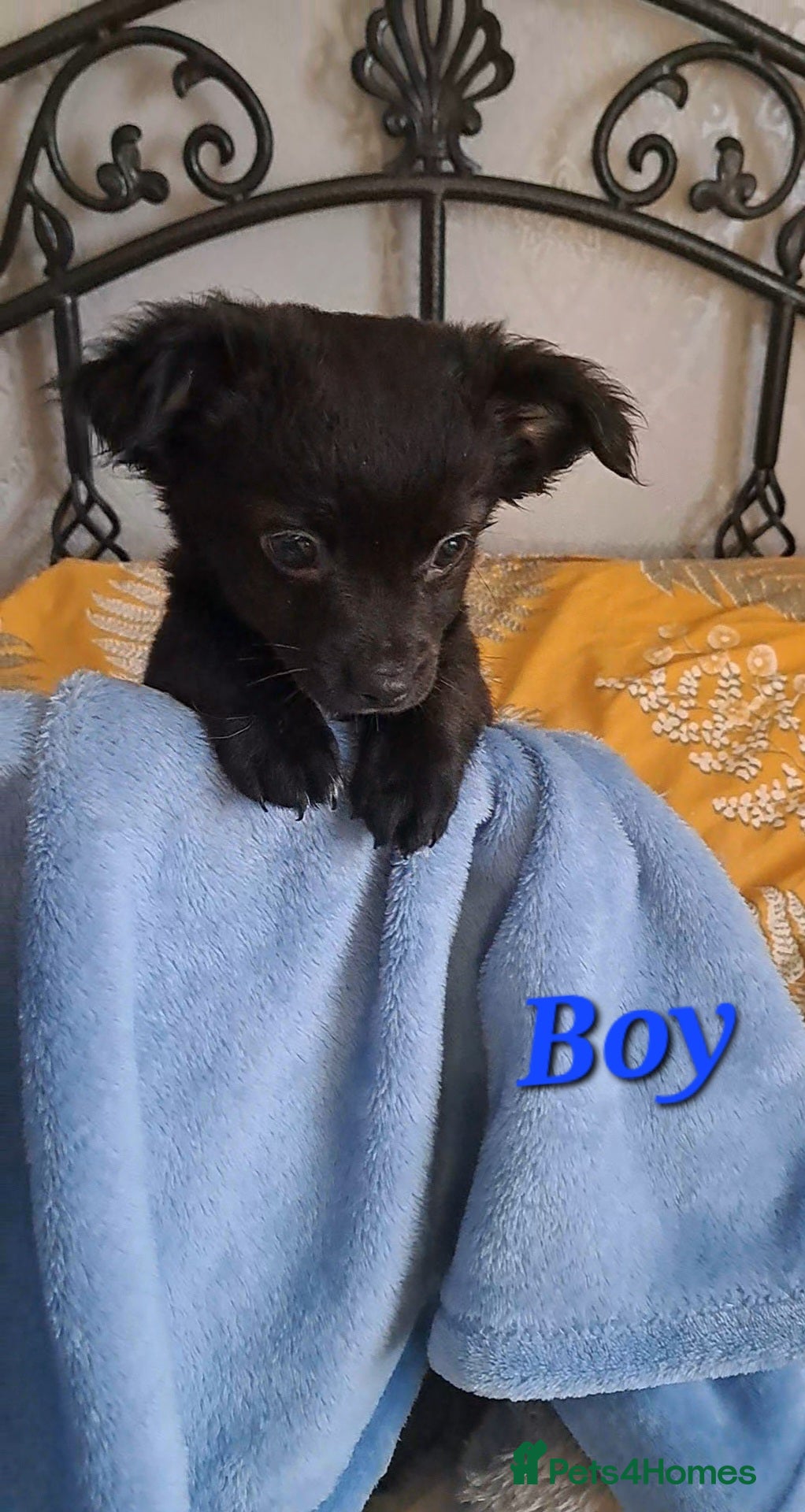 Chihuahua dogs *Last boy left* long coat chihuahua pup - Advert 7