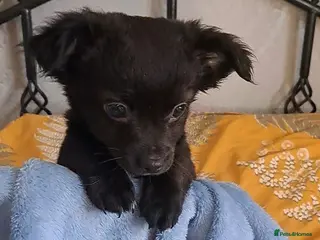 Chihuahua dogs *Last boy left* long coat chihuahua pup - Advert 7