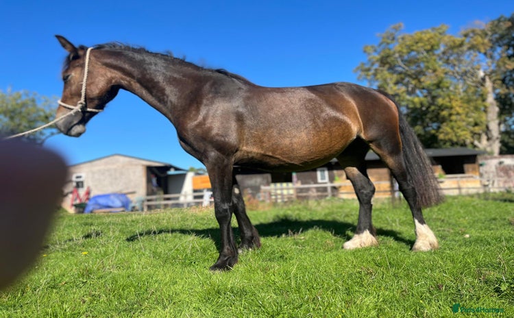 Welsh Section D horses - Advert 1