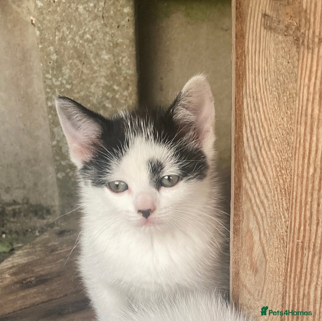 Turkish Van cats for sale: Gorgeous & Loving Turkish Van Kittens - Image 4