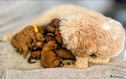 Miniature Poodle dogs for sale: MINIATURE-TOY POODLE PUPPIES AVAILABLE  - Image 2