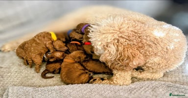 Miniature Poodle dogs - Advert 11
