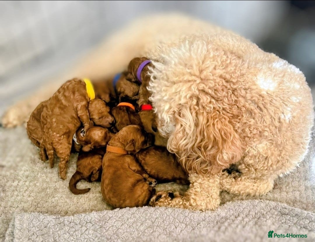 Miniature Poodle dogs for sale: MINIATURE-TOY POODLE PUPPIES AVAILABLE  - Image 2