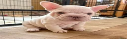 French Bulldog dogs for sale: Fluffy French Bulldog Puppies - Advert 24