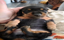 Miniature Dachshund dogs for sale: 🐶 Stunning Black & Tan Miniature Dachshund Puppy - Image 5