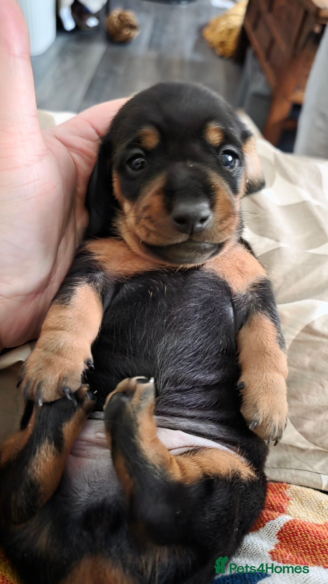 Miniature Dachshund dogs for sale: 🐶 Stunning Black & Tan Miniature Dachshund Puppy - Image 5