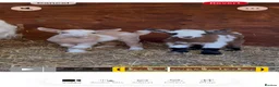 Goats livestock for sale: Kaleb and Jeremy  - Advert 12
