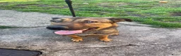 Mixed Breed dogs for sale: Gorgeous Belgian Malinois x for sale £600  - Advert 2