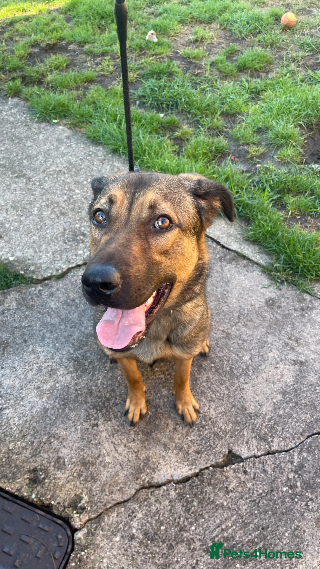 Mixed Breed dogs for sale: Gorgeous Belgian Malinois x for sale £600  - Advert 2