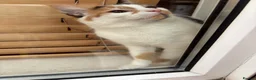 Mixed Breed cats for sale: Beautiful calico female looking for new home  - Advert 2