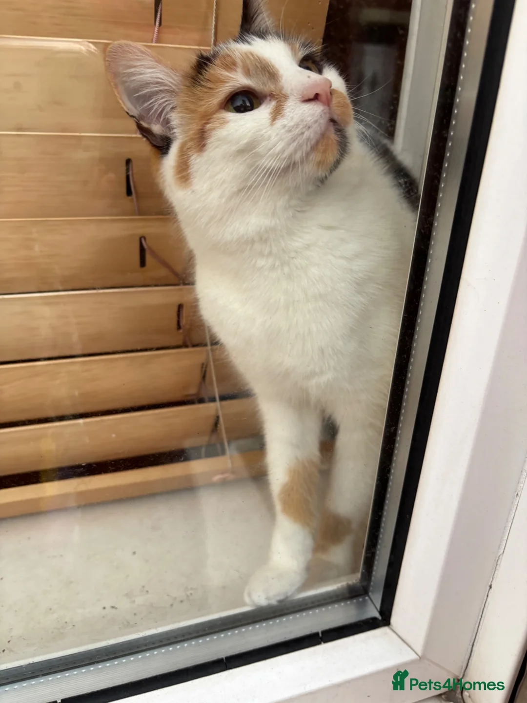 Mixed Breed cats for sale: Beautiful calico female looking for new home  - Advert 2