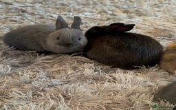 Netherland Dwarf rabbits for sale: Pure Bred Netherlands Dwarf Bunnies  - Image 9