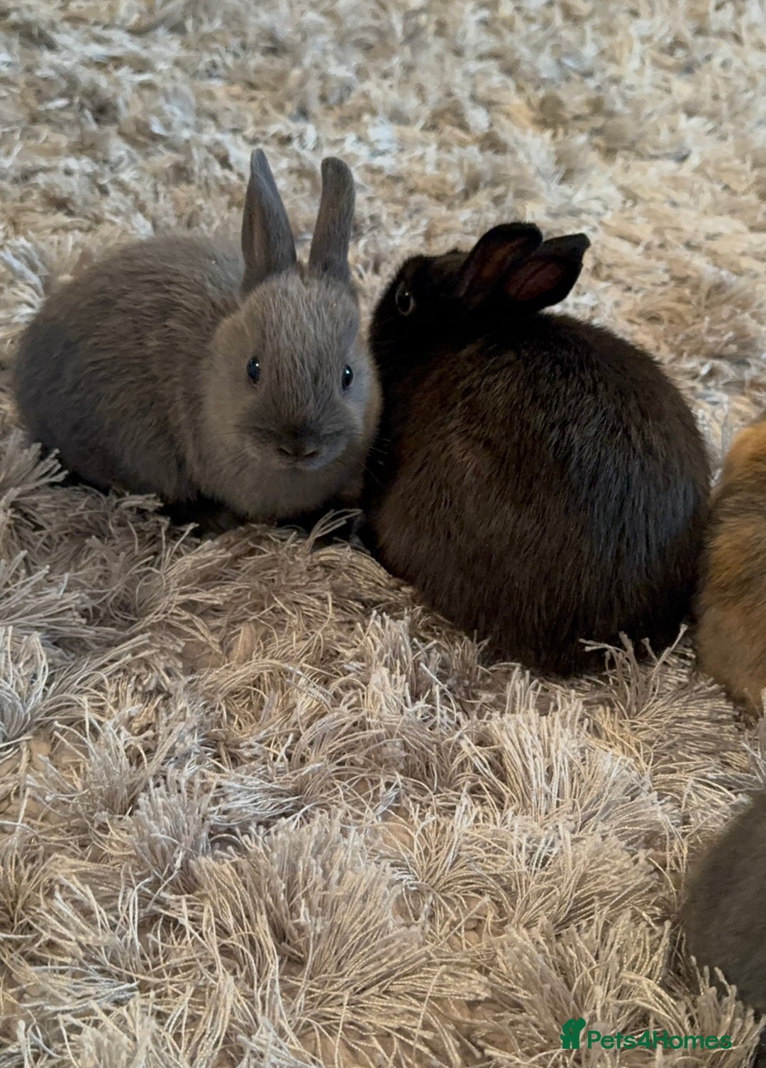 Netherland Dwarf rabbits for sale: Pure Bred Netherlands Dwarf Bunnies  - Image 9