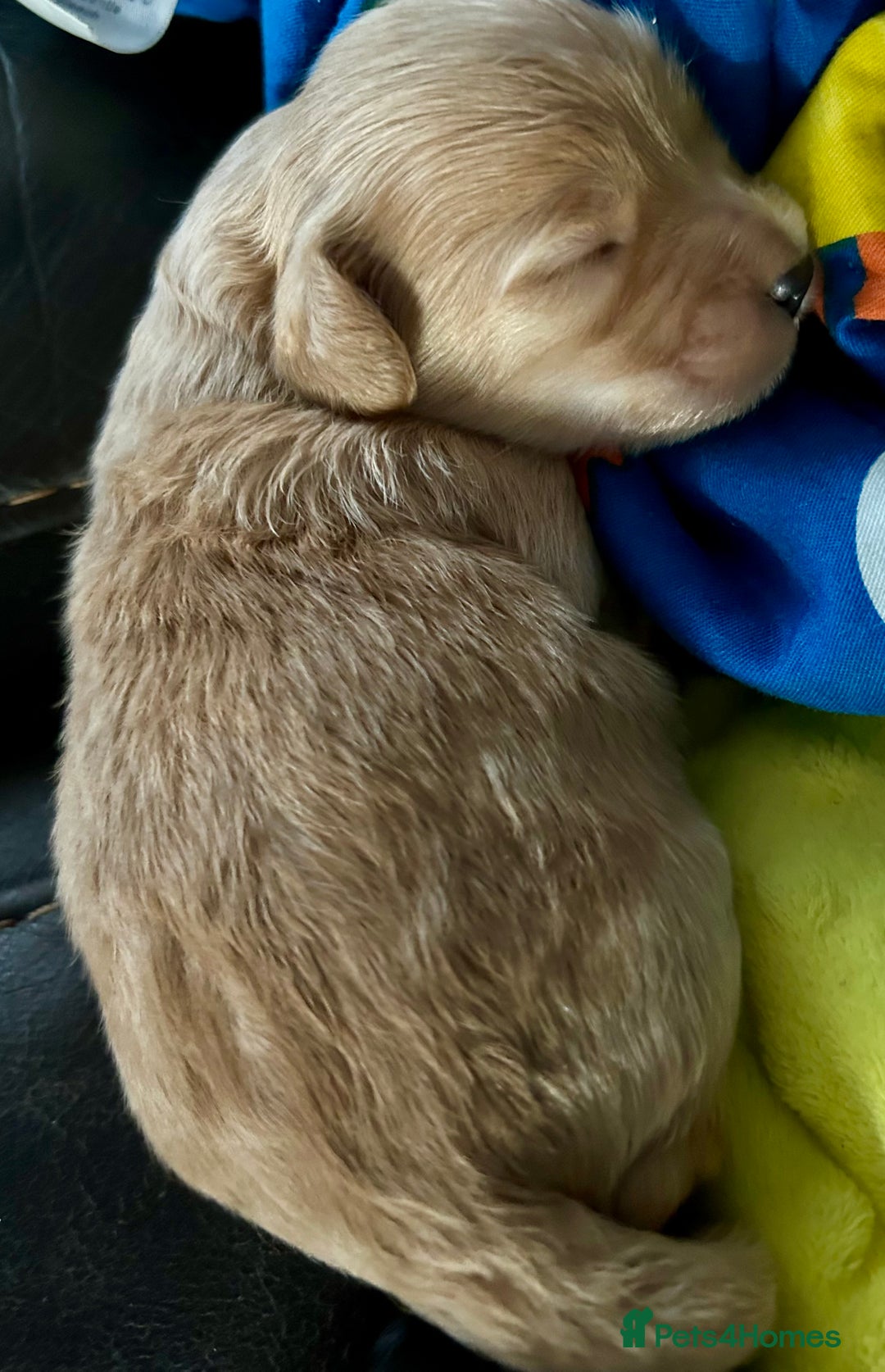 Maltipoo dogs for sale: Two cuddly little maltipoo boys - Image 14