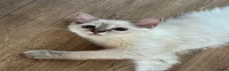 Ragdoll cats for sale: GCCF registered girl looking for her forever home - Advert 6