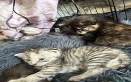 Bengal cats for sale: Beautiful half bengal kittens  - Image 27