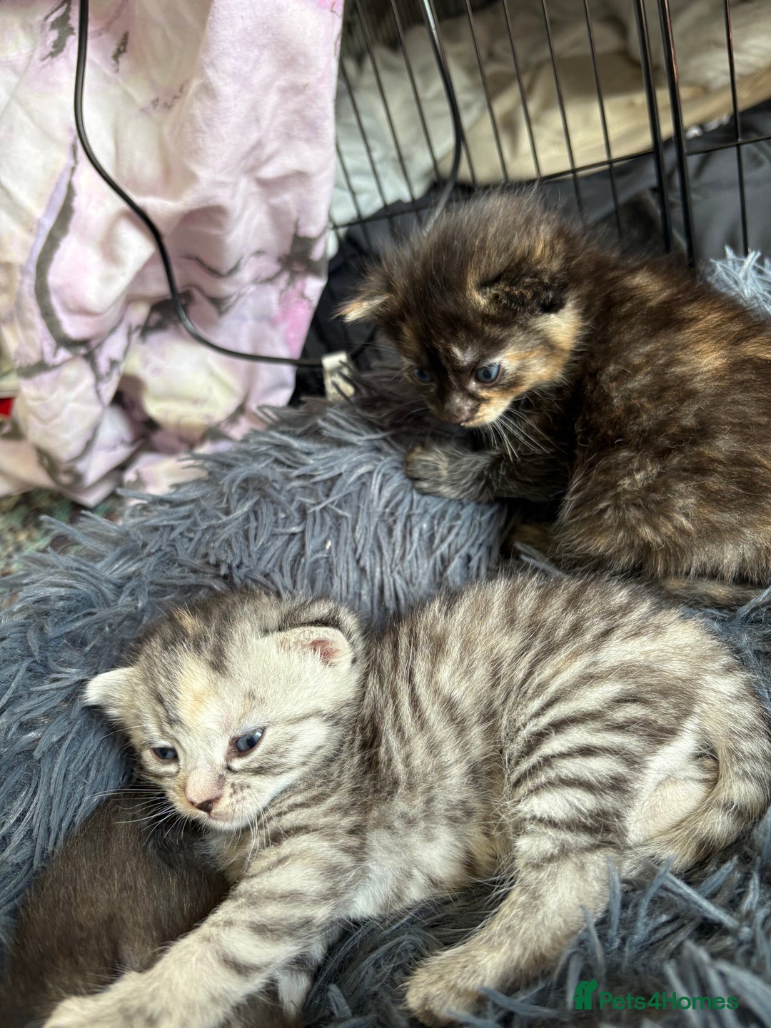 Bengal cats for sale: Beautiful half bengal kittens  - Image 27