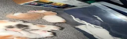 Mixed Breed cats for sale: 5 mixed colour kittens for sale - Advert 3