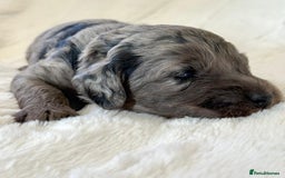 Cockapoo dogs for sale: F1b Miniature Cockapoo Pups Fully Health Tested - Advert 21