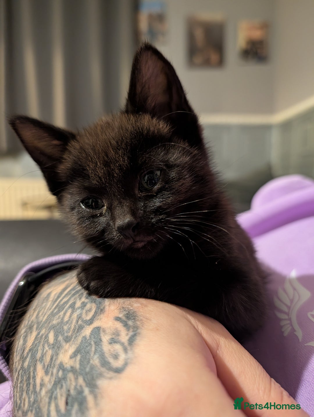 Mixed Breed cats for sale: 4 beautiful kittens available  - Advert 3