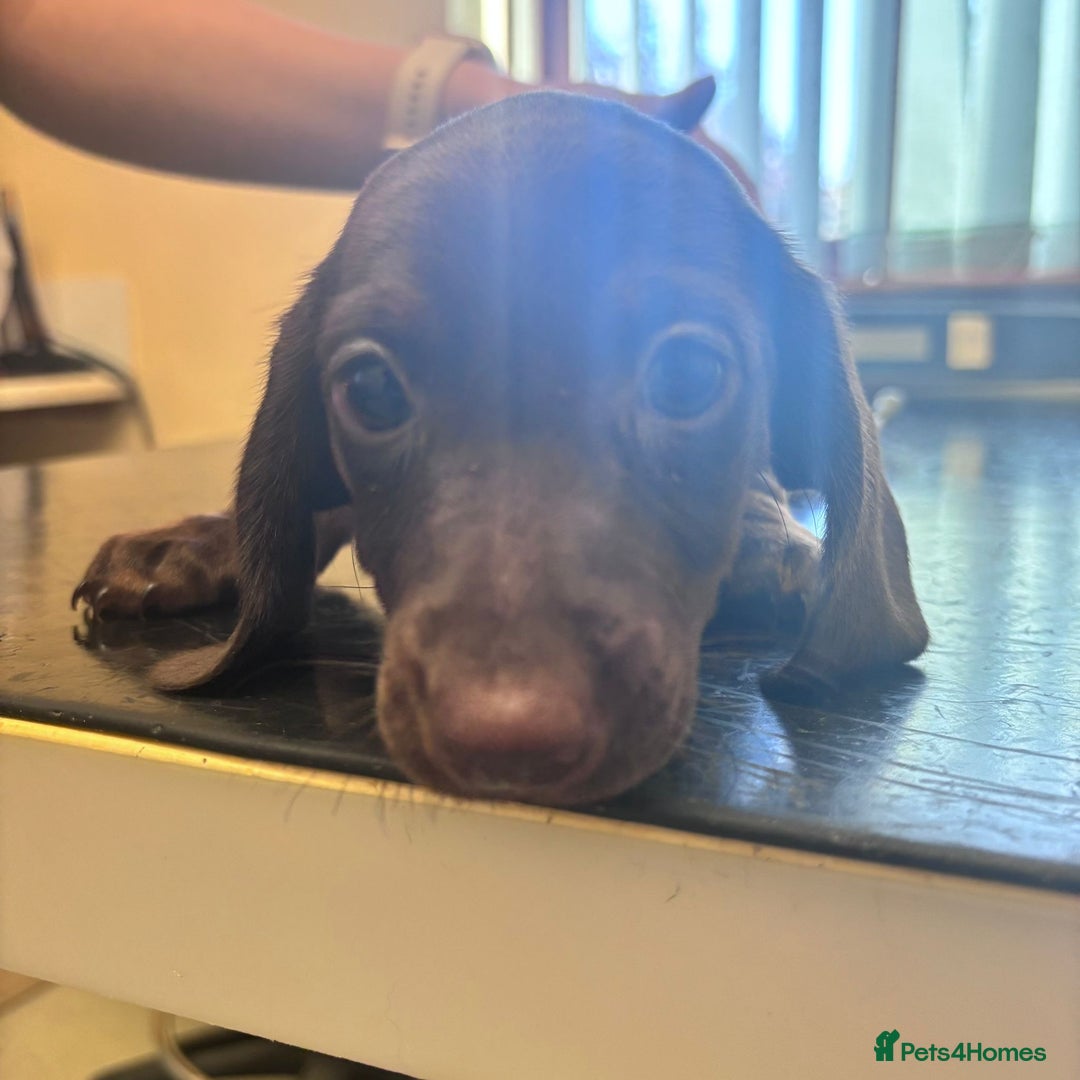 Miniature Dachshund dogs for sale: Gorgeous minix dachshund puppies ready now! - Image 3