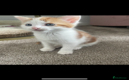 Mixed Breed cats for sale: Beautiful ginger and white kittens - Image 12
