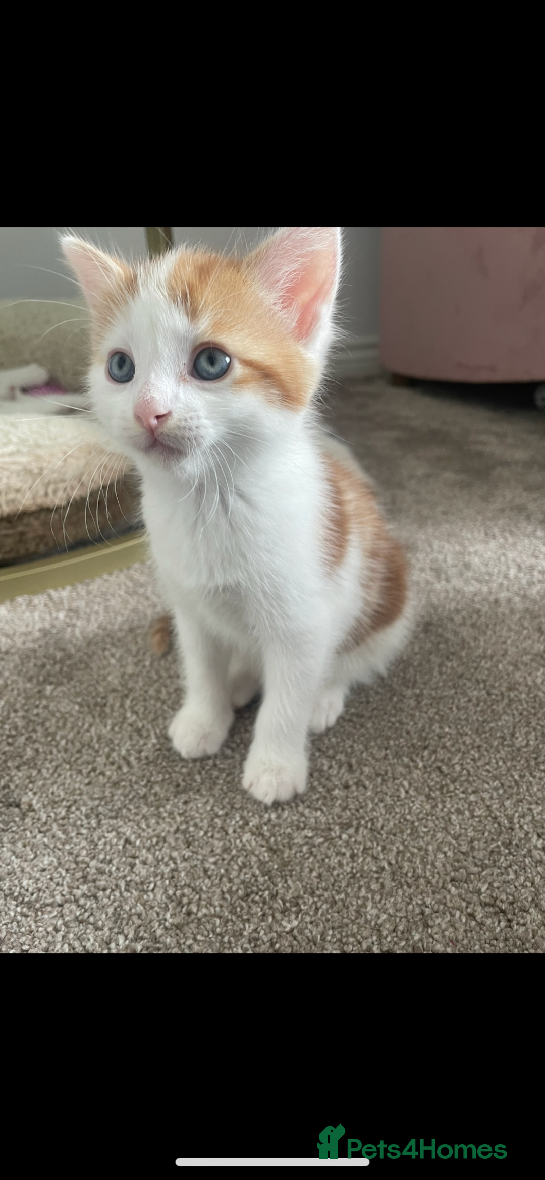 Mixed Breed cats for sale: Beautiful ginger and white kittens - Image 12